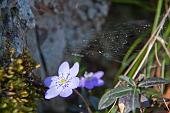 15_hepatica nobilis (erba trinità)